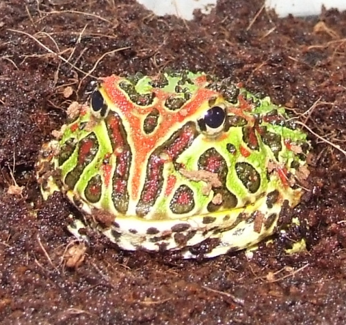 c.ornata.jpg